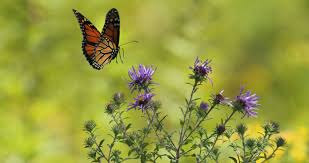 Summer Afternoon A Poem Written By Huntersjames At Spillwords Com