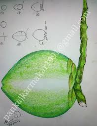 Easy Green Coconut Painting With Oil Pastel By Pankaj Karmakar Easy Painting For Kids Art Drawings For Kids Drawing Lessons For Kids In this tutorial, we'll illustrate the most useful ways you can leverage guava to work with java sets. easy green coconut painting with oil