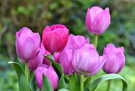 tulip flower wallpapers free hd