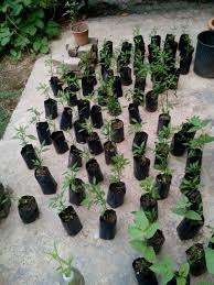 Ini kerana anak pokok yang ditanam tidak. Anak Pokok Cili Mini Garden Plants Garden