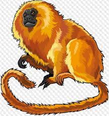 Gorilla kingdom, animal adventure, blackburn pavilion, clore rainforest lookout, into africa, tiger territory, land of the lions and penguin beach. Animals 166 Png Tiger Squirrel Cat Badger Raccoon Camels Kangaroo Monkey Hedgehog Free Png Images On Transparent Background