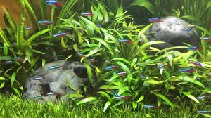 The fungus has been affiliated with the family ajellomycetaceae (division ascomycota). Lilaeopsis Brasiliensis Carpet Youtube