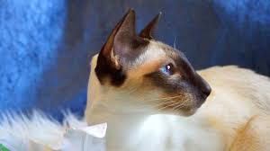 Kucing persia himalaya memiliki hidung pesek dengan. Sejarah Kucing Siamese Cat Dan Harganya Di Pasaran Info Binatang