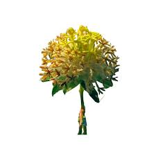 Image result for Gnidia kraussiana