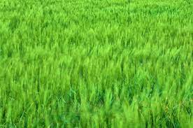 Field In S Texas Grasses Garden Artificial Grass Backyard Outdoor Herb Garden