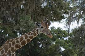 Maybe you would like to learn more about one of these? 14 Best Thing To Do In Dade City Fl The Crazy Tourist