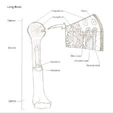 Unit 3 part 1 x section bone. Th E Macroscopic And Microscopic Structure Of Bone Download Scientific Diagram