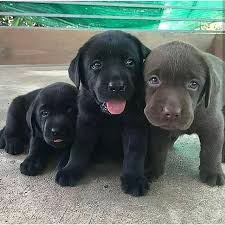 All of our labs are of the highest quality and carefully. Cute Photos Of Labrador Retriever Puppies Popsugar Family