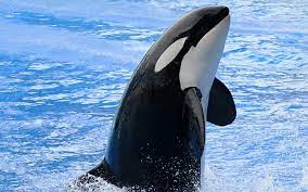 Killer Whale (Orcinus Orca) | Dolphins World