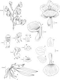 Image result for Rhipidoglossum