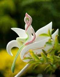 Everyone knows the phrase, a rose by any other name would smell as sweet. Beautiful And Rare Flowers And Plants Images From Throughout The Globe Visit Goodwiz Weebly Com To See More Unusual Flowers Strange Flowers Wonderful Flowers