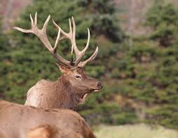 Take a few minutes and find something amazing to do on your next trip to pennsylvania. Afield Charges Filed Against Pa Trophy Elk Hunter And Guides Centre Daily Times