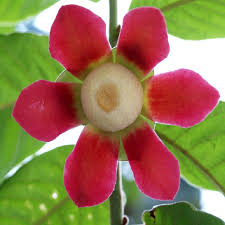 Image result for Lagenaria rufa