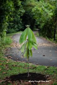 Image result for Actinodaphne