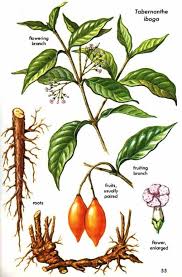 Image result for Tabernanthe