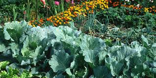 How to fertilize organic vegetable garden. When And How To Fertilize Vegetable Plants In Gardens Raised Beds