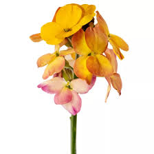 Image result for Eriosema pumilum