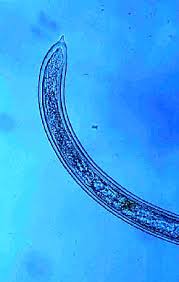 Image result for Disperis sp. nov. aff. bifida