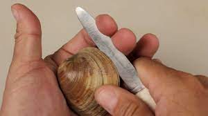 If you plan to shuck the clams yourself, the shells will be easier to open if you freeze them for 15. How To Open Clams Youtube