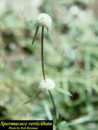 Image result for Spermacoce congensis