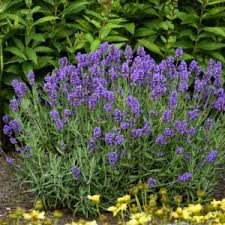 نبات بحرف ض مجموعة متنوعة ما بين النباتات العطرية والصحراوية بالصور إيمدج عرب Purple Plants Blue Flowering Shrubs Plants