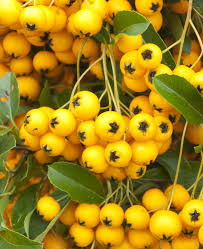 Image result for Pyracantha coccinea soleil d'or