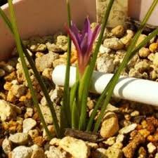 Image result for Romulea camerooniana