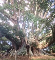 Image result for Ficus virens