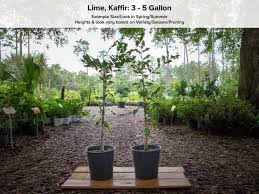 Kaffir lime leaves add a zesty taste to many beverages and food recipes, but they are especially prolific in thai cuisine. Kaffir Lime Tree Just Fruits And Exotics
