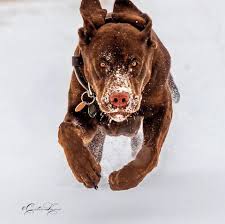We welcome dogs and cats of all ages, shapes, and sizes. Animal Medical Center Of Macomb Home Facebook