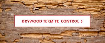Maybe you would like to learn more about one of these? Termite Control Diy Termite Treatment Products Fast Free Shipping Domyown Com