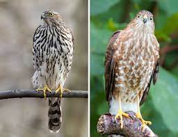 Maybe you would like to learn more about one of these? A Beginner S Guide To Iding Cooper S And Sharp Shinned Hawks Audubon