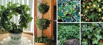 We did not find results for: Ivy Topiary Made Easy My Garden Life
