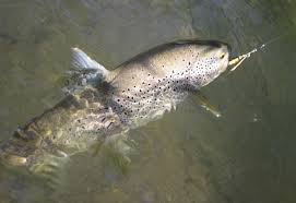 Peche carnassier leurre de surface stickbait leurres brochet pêche leurre leurres truite cuillere peche leurre gros lor leure brochet grande cuillere peche gaffe peche mer site de leurre moulinet de leurres articles de pêche. Truite A La Cuillere Les Leurres Metalliques Restent Efficaces