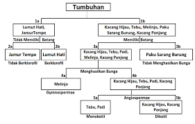 Kacang panjang (vigna sinensis) 3. Dikotomi Adalah