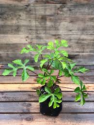 Image result for Vasconcellea pubescens