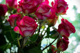 This problem arises due to the fact that after the first flowering period. A Guide To Growing Miniature Roses Indoors Happy Diy Home