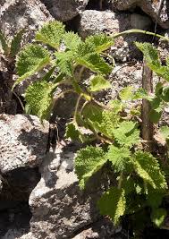 Image result for Obetia