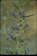 Image result for Tricliceras lanceolatum