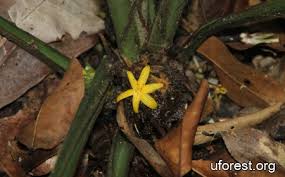 Image result for Curculigo latifolia