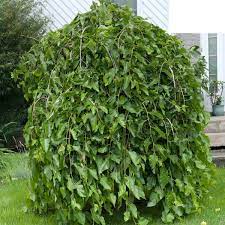 However, due to its hardiness, it is cultivated in other parts of asia, europe, and america, as well. Fruitless Mulberry Tree Roots Idioticfashion