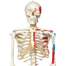 Skeletons spawn at a light level of 7 or less in groups of 4 or 5 in the overworld in java edition and 1 to 2 in bedrock edition. Skeleton Max