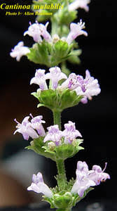 Image result for Cantinoa