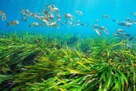 Image result for Cissampelos torulosa