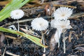 Image result for Coprinus sp.