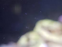 Why are there little white worms in my fish tank? Tiny White Worm Bloom Reef2reef Saltwater And Reef Aquarium Forum