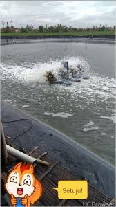 Tambak Udang Vaname Subang Infoakuakultur Com