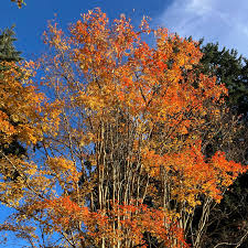 Image result for Salacia orientalis