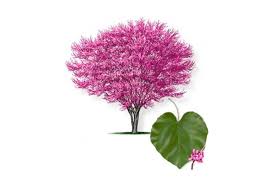 We did not find results for: Redbud Tree Varieties Plantingtree