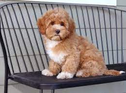 If you're looking for labradoodle puppies in oregon then you're in luck. Labradoodle Puppies In Oregon Top 5 Breeders 2021 We Love Doodles